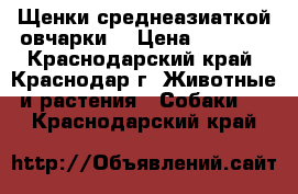 Щенки среднеазиаткой овчарки. › Цена ­ 5 000 - Краснодарский край, Краснодар г. Животные и растения » Собаки   . Краснодарский край